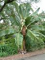 Abyssinian banana 